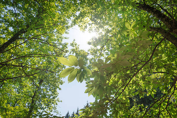 Bosco di castagni secolari nella Lucchesia